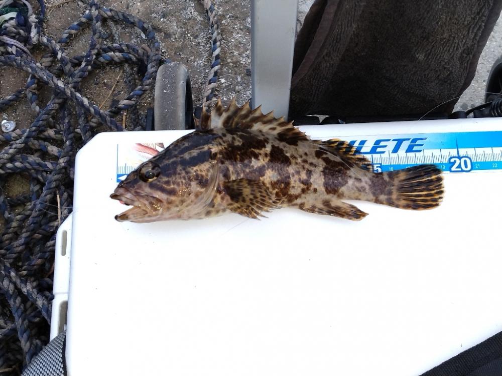 ロックフィッシング