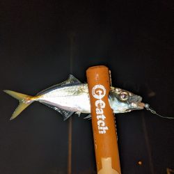 今年1番の釣果。