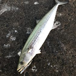 サゴシで精一杯