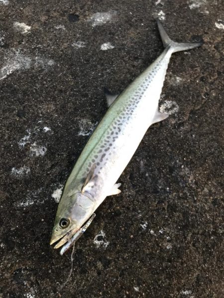 サゴシで精一杯