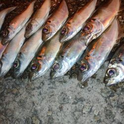 ご近所アジング