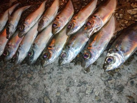 ご近所アジング