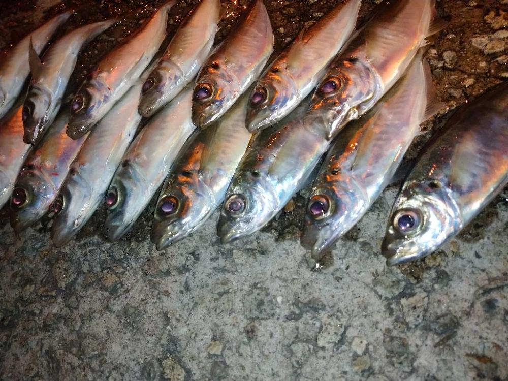 ご近所アジング