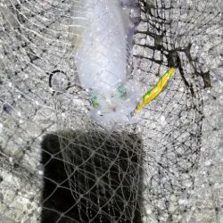 キロ届かずも大物イカGET。数も有り