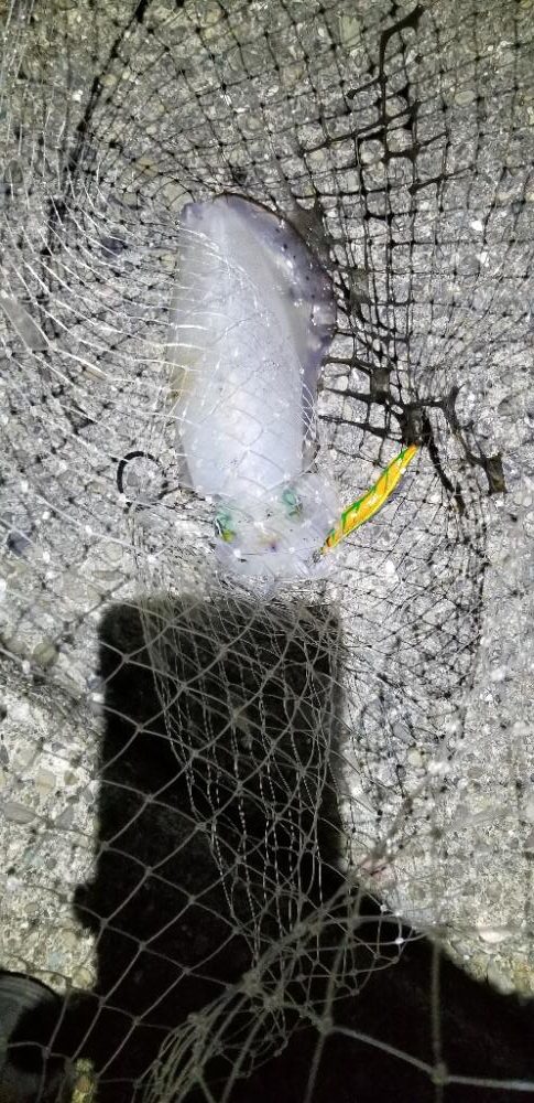 キロ届かずも大物イカGET。数も有り