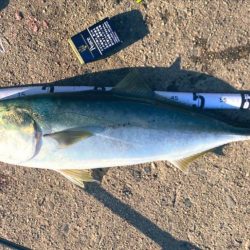 かもめ大橋下でメジロ