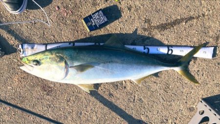 かもめ大橋下でメジロ