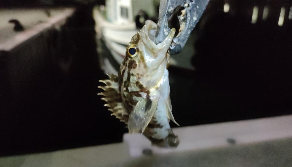 風雨のライトソルトナイトゲーム