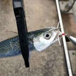 大潮上げも虚しく…