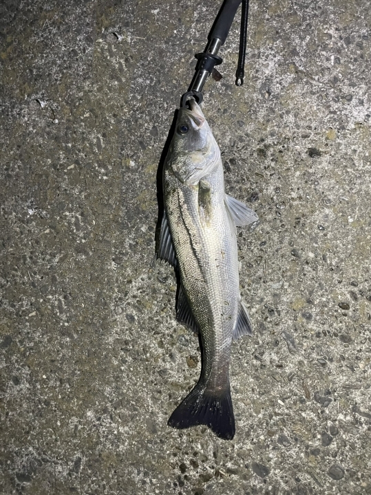 飲ませでシーバス