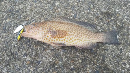 初のオオモンハタ