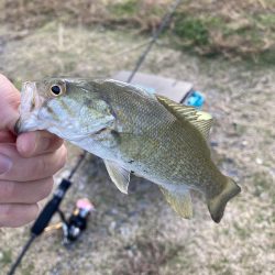 アジングでバス！