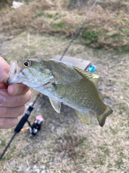 アジングでバス！