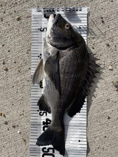 イチノ兄弟（兄）釣果！