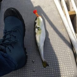 久々なジギング、タイラバ