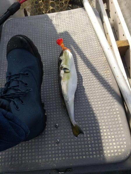 久々なジギング、タイラバ