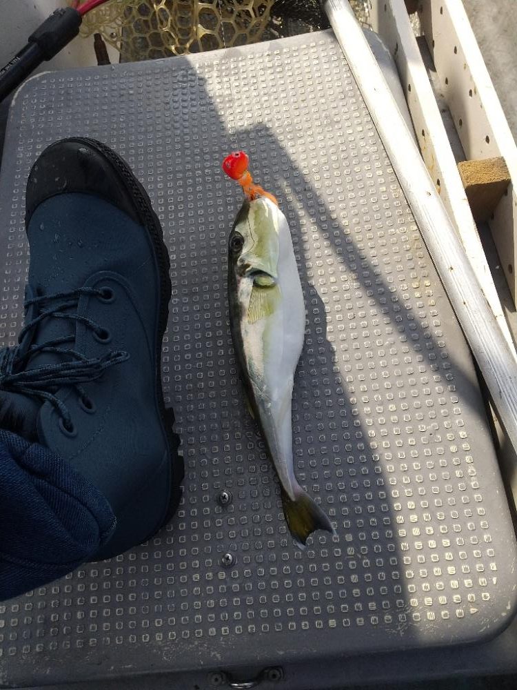 久々なジギング、タイラバ