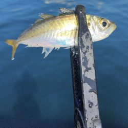 久しぶりのライトソルト