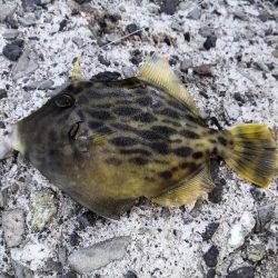 カワハギ釣りにハマる