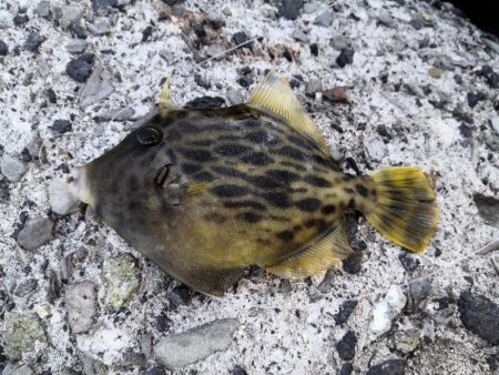 カワハギ釣りにハマる