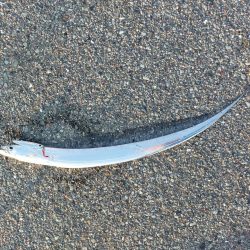 プチファミリーフィッシング　GAME