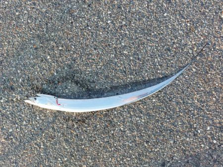 プチファミリーフィッシング　GAME