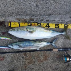 プチsalt water game