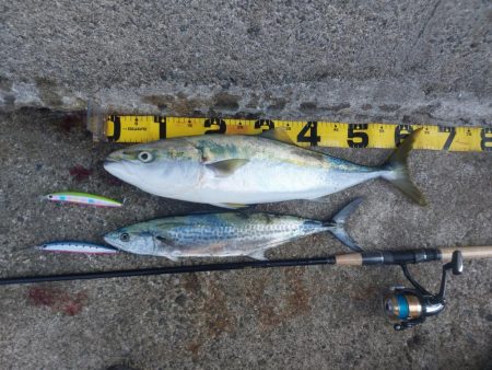 プチsalt water game