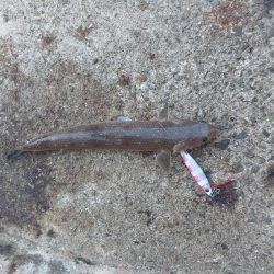 プチsalt water game