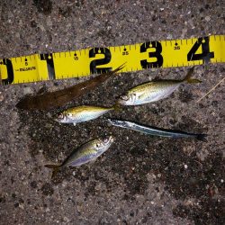 プチファミリーフィッシング　GAME