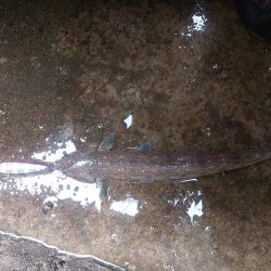 プチsalt water game