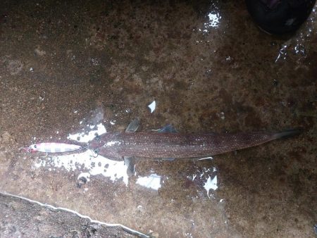 プチsalt water game