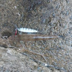 プチsalt water game