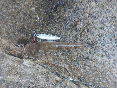 プチsalt water game