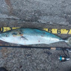 プチsalt water game