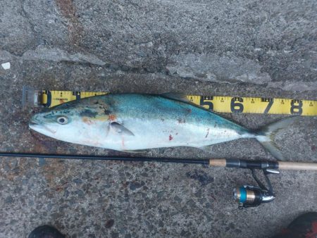 プチsalt water game