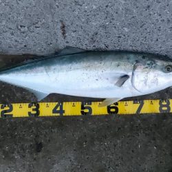 プチsalt water game