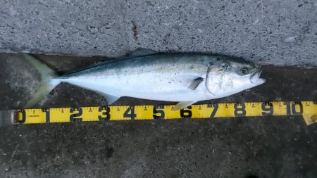 プチsalt water game