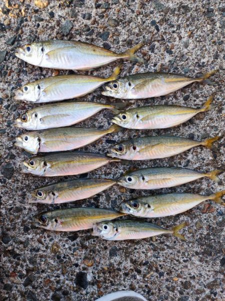 11/3　初のソロ釣り！中アジ大量！ちょっ…