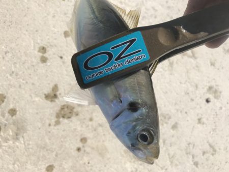 朝マズメのアジング