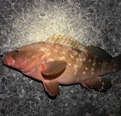 虫ヘッド最強！