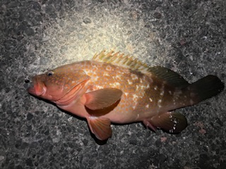 虫ヘッド最強！