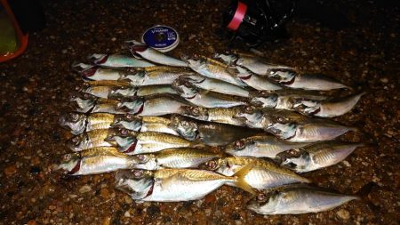 開き直りアジング