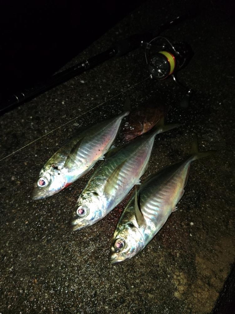 (尺アジ)フロートゲーム～