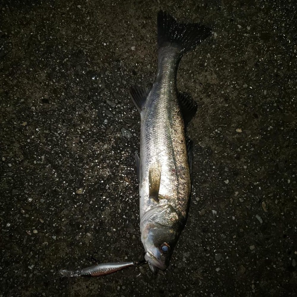 雨のナイトゲーム