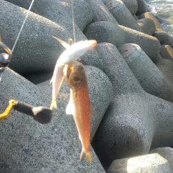 アジが釣りたい