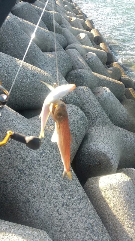 アジが釣りたい