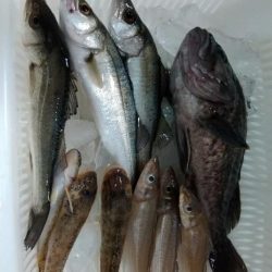 久々のルアーとキス釣り