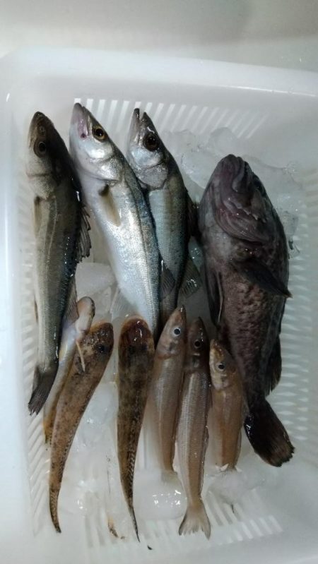 久々のルアーとキス釣り