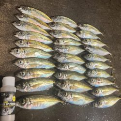 アジはおるやん